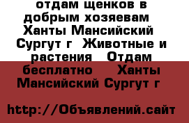 отдам щенков в добрым хозяевам - Ханты-Мансийский, Сургут г. Животные и растения » Отдам бесплатно   . Ханты-Мансийский,Сургут г.